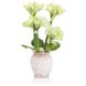 Tropical Amaryllis Botanical/Floral