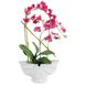 Shell Orchids Floral