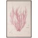 Henry Bradbury's Ocean Gardens Giclees, Polysiphonia