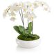 Beautiful Orchids Florals