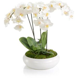Beautiful Orchids Florals