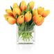 Sunburst Tulips Botanical/Floral