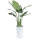 Island Bird of Paradise Botanical/Floral