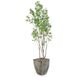 Atlantis Maple Botanical, Lush Greenery