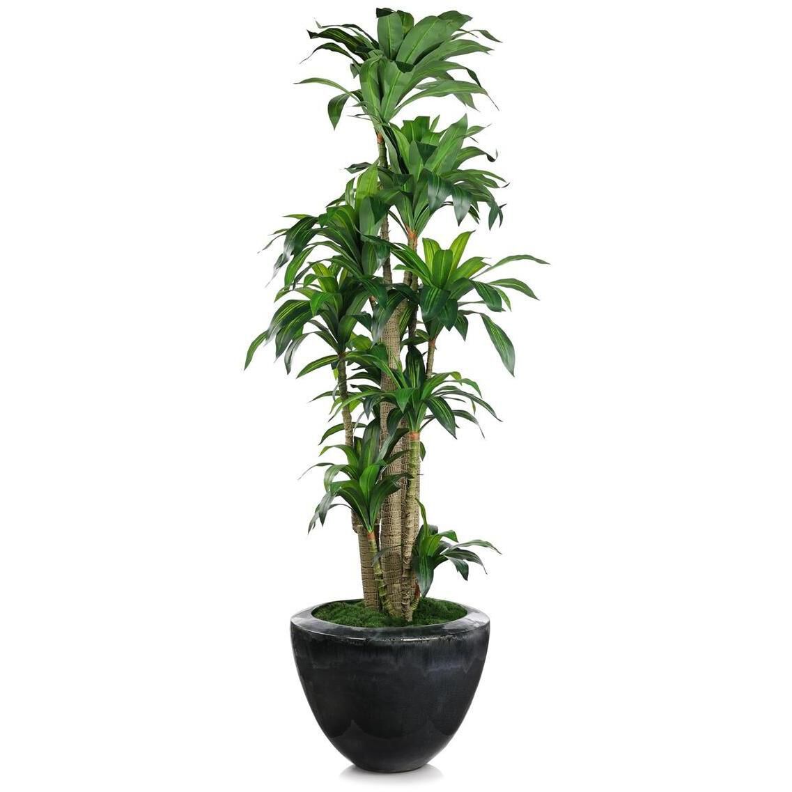 Dracaena Corn Tree Botanical/Floral