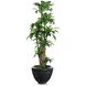 Dracaena Corn Tree Botanical/Floral