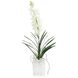 Dendrobium 'N' Selenite Floral