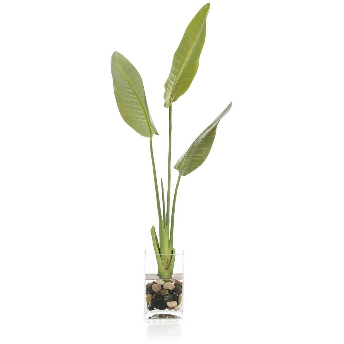 New Growth Bird Of Paradise Botanical, Fresh Water Look