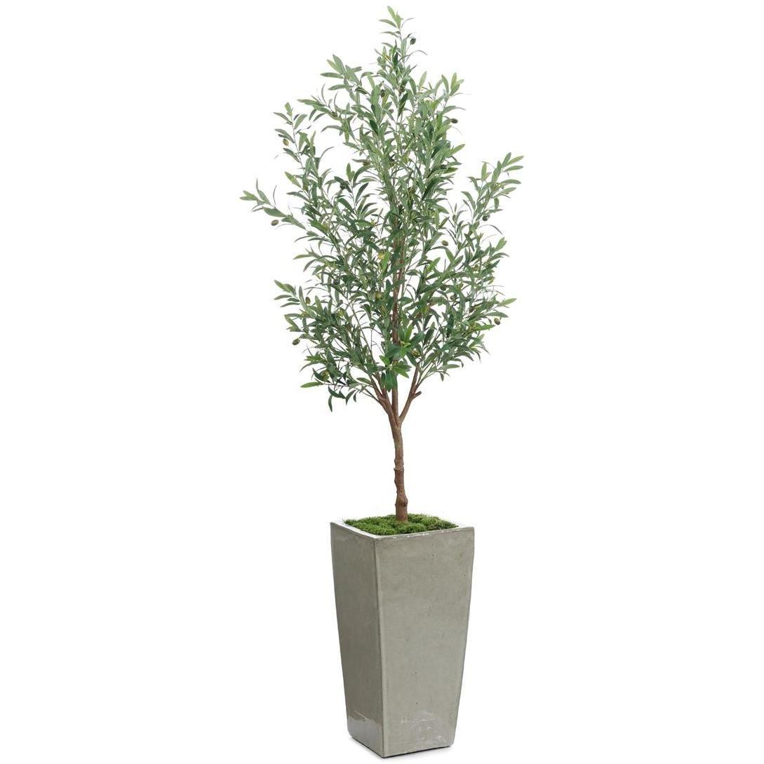 Garden Olive Botanical, Trees